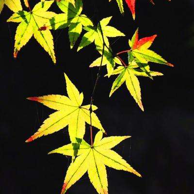 科工力量：Sora“猝死”，6个月从山顶到坟头，原因何在？